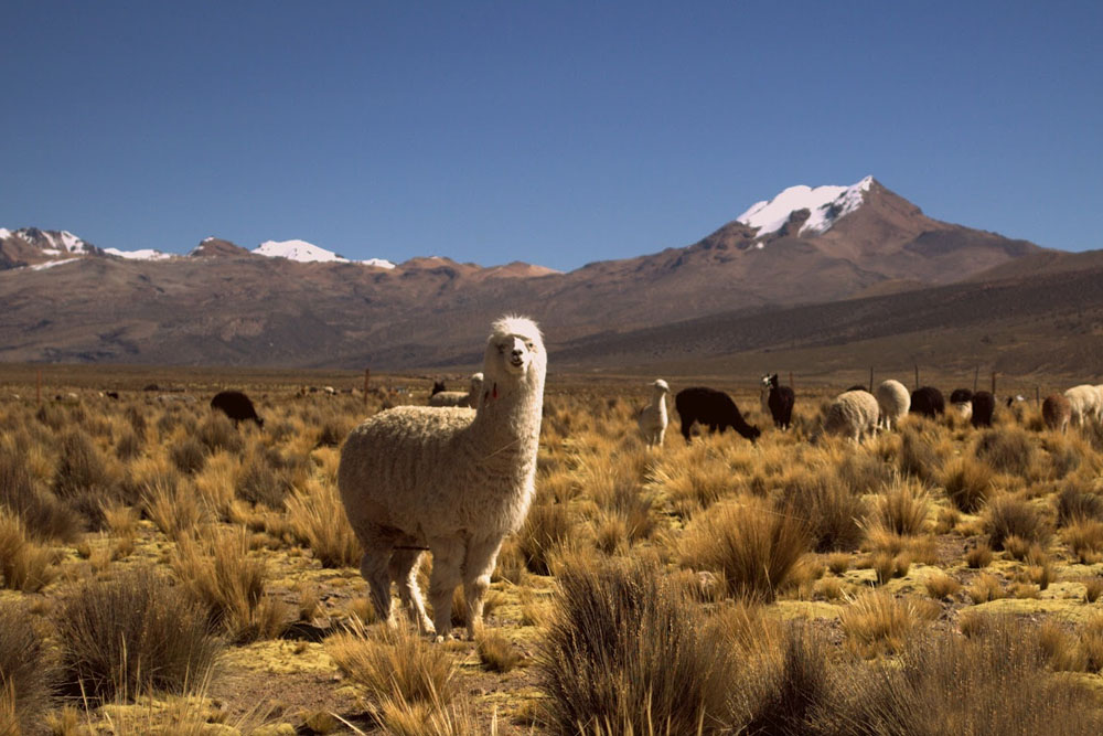 Tour durch den Lauca-Nationalpark und den Sajama-Nationalpark