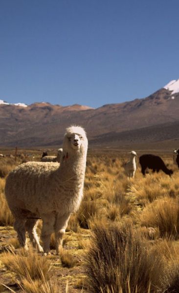 Lauca National Park and Sajama National Park Tour